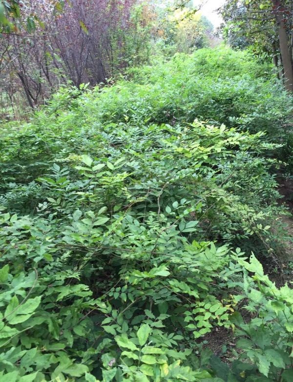 1-1F413101159336.jpg