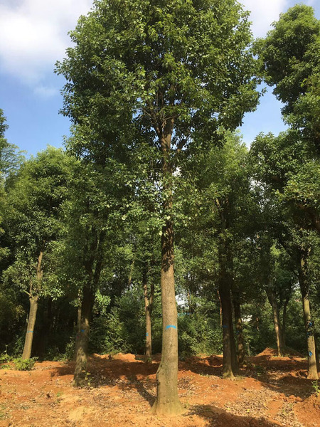 成都香樟報價
