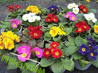 報春花圖片