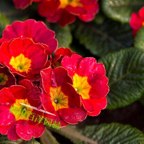 報春花