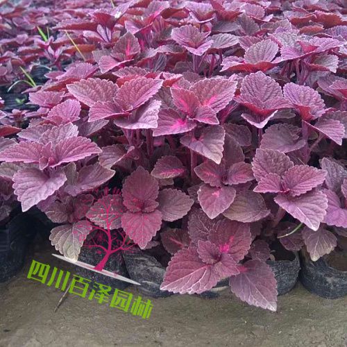 彩葉草
