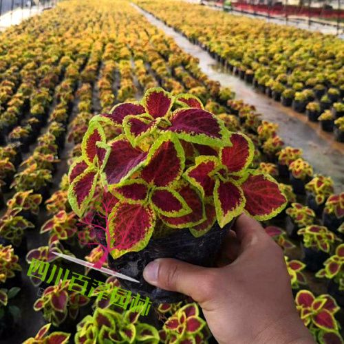 彩葉草