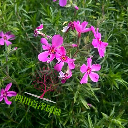 叢生福祿考-芝櫻
