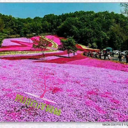 芝櫻圖片