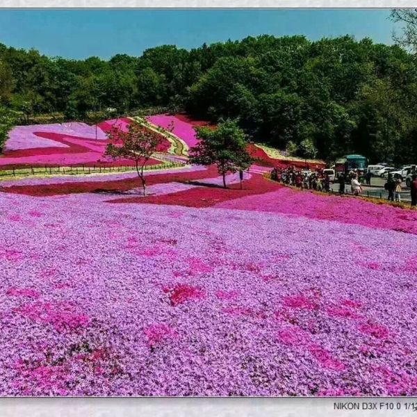 芝櫻圖片