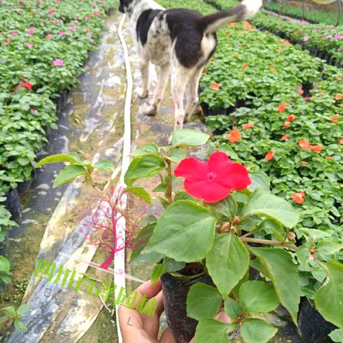 鳳仙花圖片