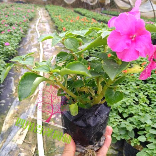 鳳仙花圖片