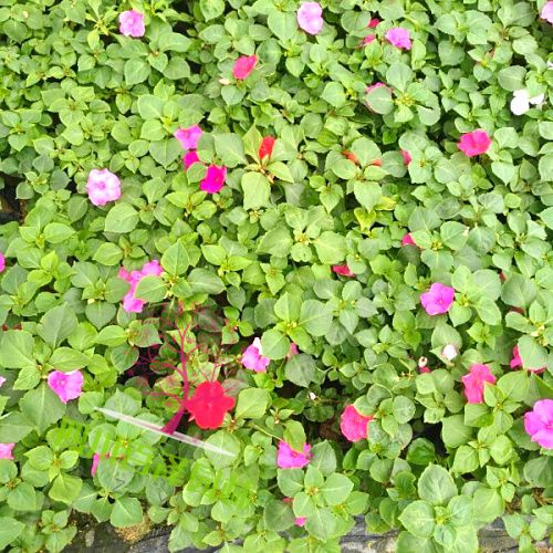 鳳仙花圖片