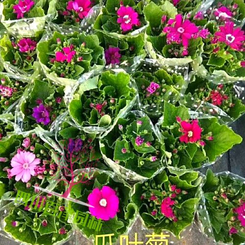瓜葉菊價格表