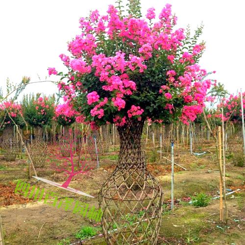 造型花瓶類