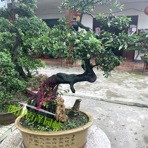 造型盆景類