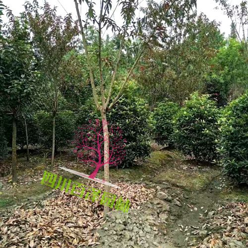 紅葉碧桃廠家