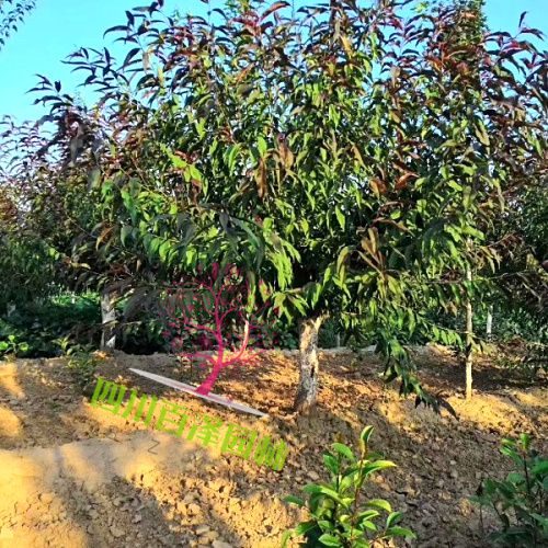 紅葉碧桃價格
