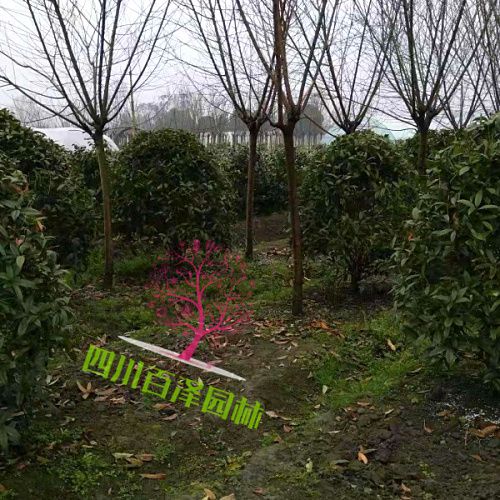 紅葉碧桃基地