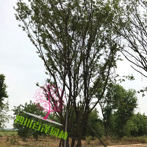 茶條槭價格