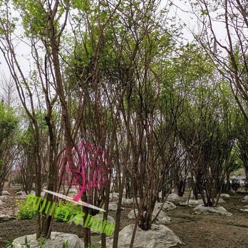 叢生茶條槭