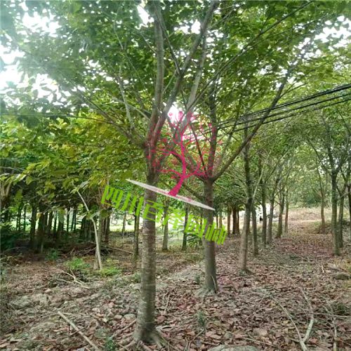 大葉榕基地