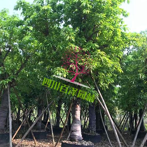 大葉榕價格