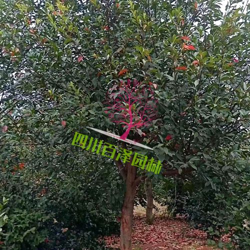杜英圖片