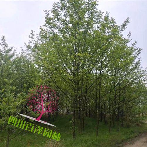 楓楊基地