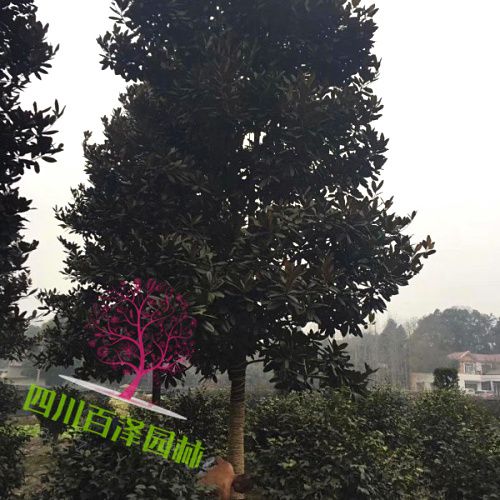 廣玉蘭廠家