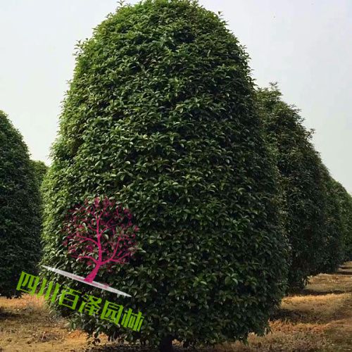 桂花圖片