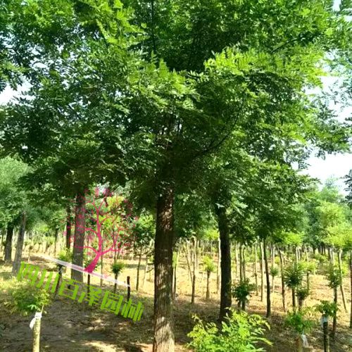 國槐廠家