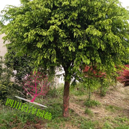 8公分紅豆杉圖片
