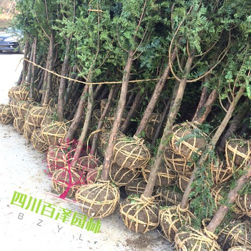 10公分紅豆杉價格