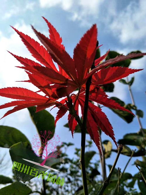 紅楓價格