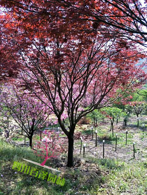 5公分紅楓圖片