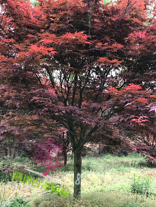 3公分紅楓基地