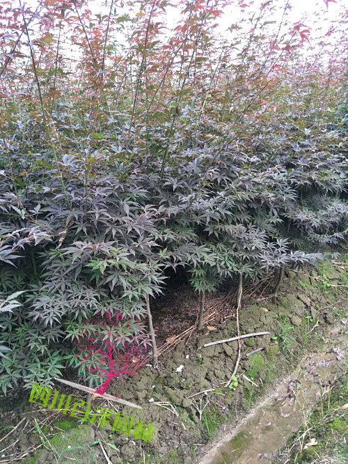 8公分紅楓圖片