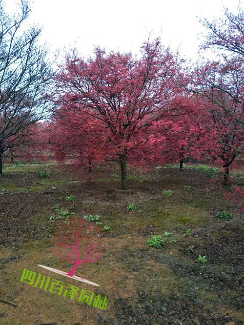 紅楓圖片