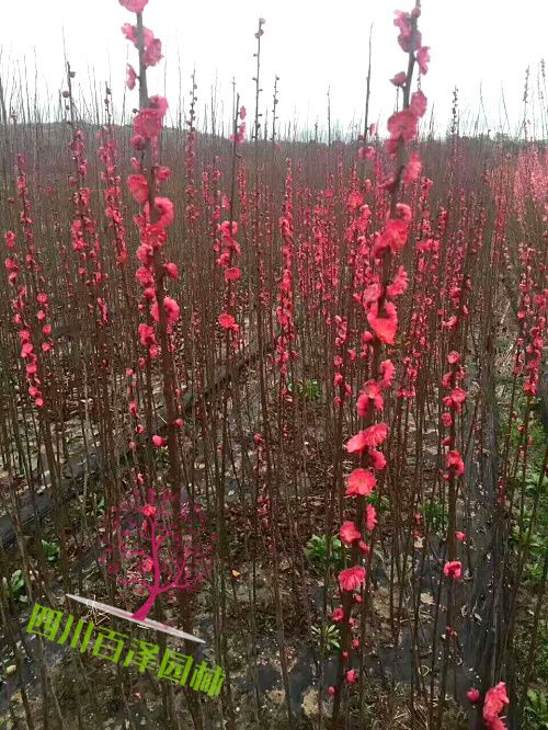 紅梅廠家