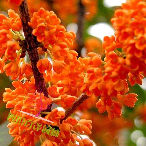 十公分桂花樹