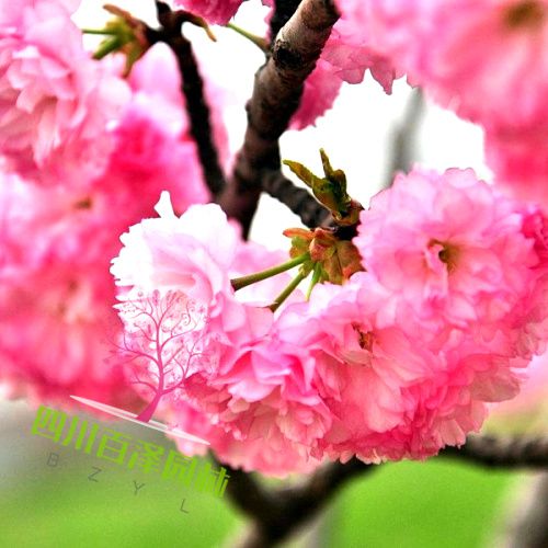 花卉圖片
