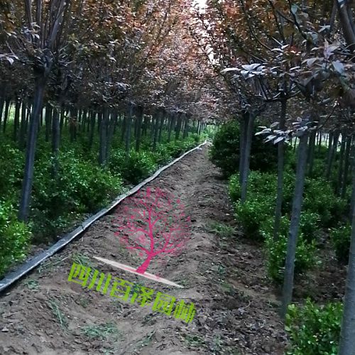 紅葉李圖片