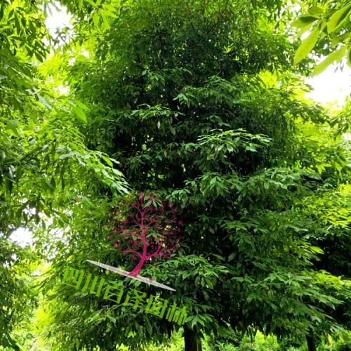 小葉楨楠圖片