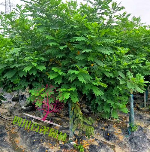 黃花槐圖片