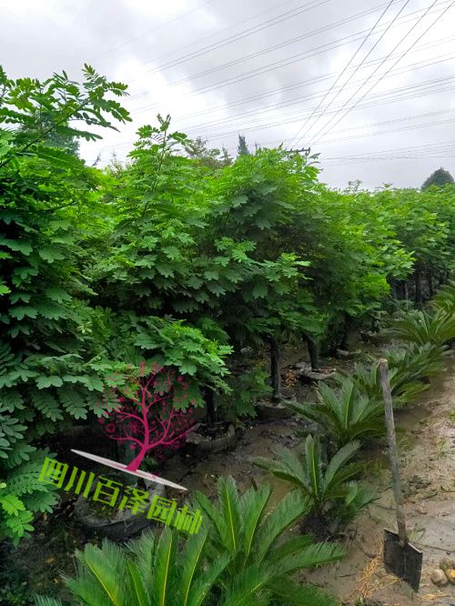黃花槐圖片