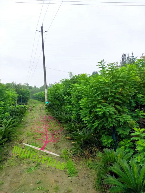 黃花槐圖片