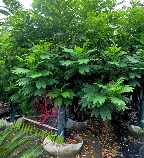 黃花槐樹價格表