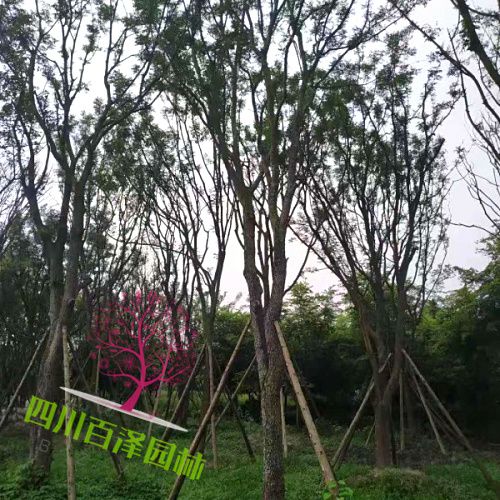 黃連木圖片