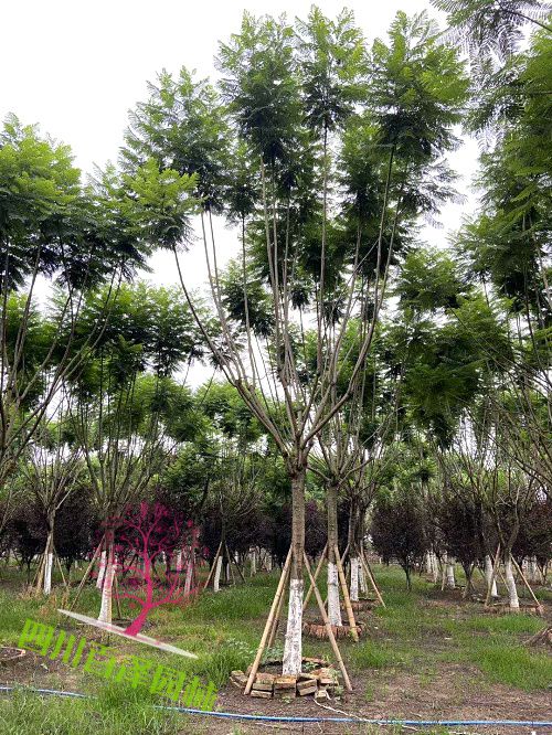 藍花楹圖片