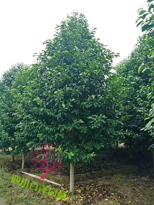 樂昌含笑價格