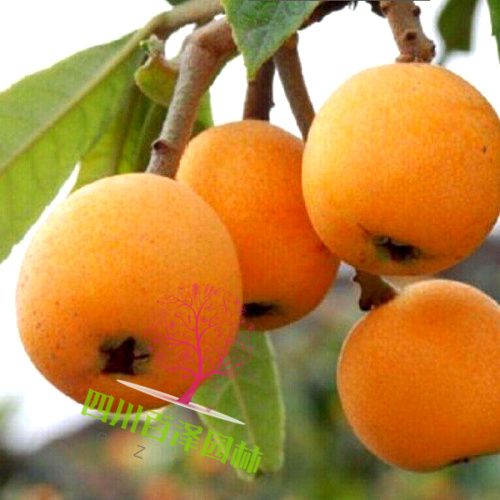 枇杷樹圖片