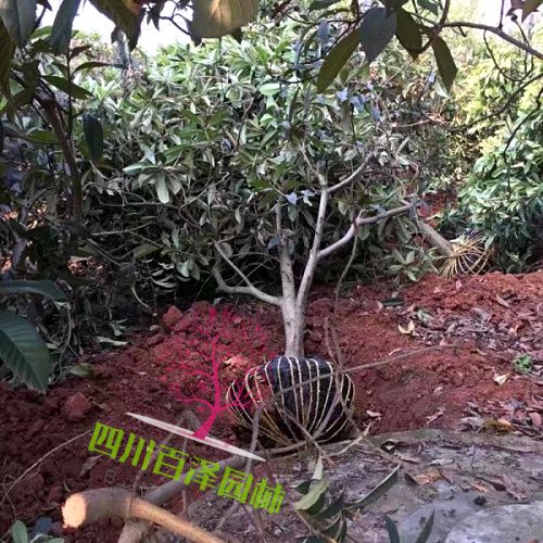 枇杷樹圖片