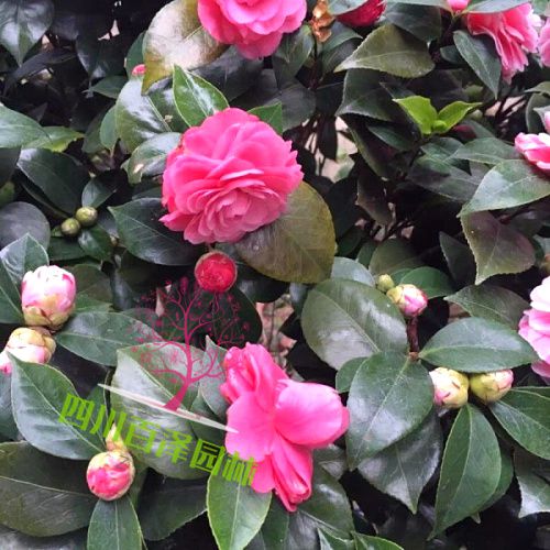 山茶花價格
