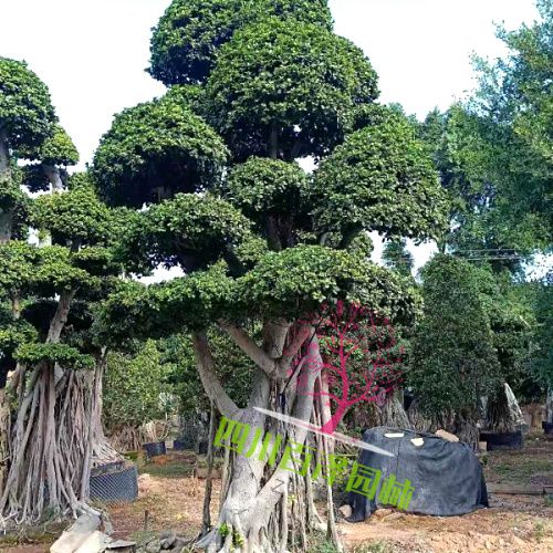 小葉榕